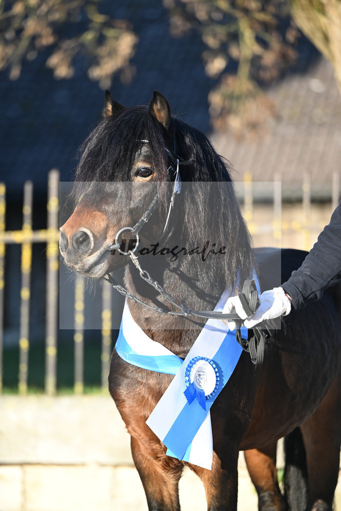 Kat-Nr. 19 Hells Hadrian v. Hells Bells_Guenthner_49250877 | hf-fotografie - Realisiert mit Pictrs.com