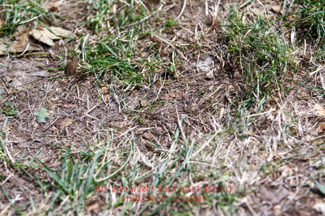 DKP41007 | Turniersportfotografie; Pferdefotografie; Dressurfotografie