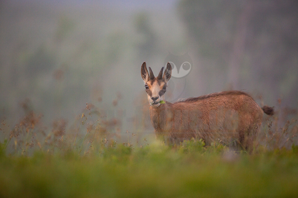 20130704205039 | Die Gemse ( Rupicapra rupicapra ) ist ein Huftier, das dank seiner aussergewöhnlichen Anpassungsfähigkeit den extremen Lebensbedingungen im Gebirge gewachsen ist. Die Gemse vereint auf eindrückliche Art Widerstandskraft, Gewandtheit und Robustheit. Während sie früher in die schwer zugänglichen Gebirgsmassive zurückgedrängt wurde, ist sie heute in Wäldern mittlerer Höhe und gar in tiefen Lagen stark verbreitet. - Realisiert mit Pictrs.com