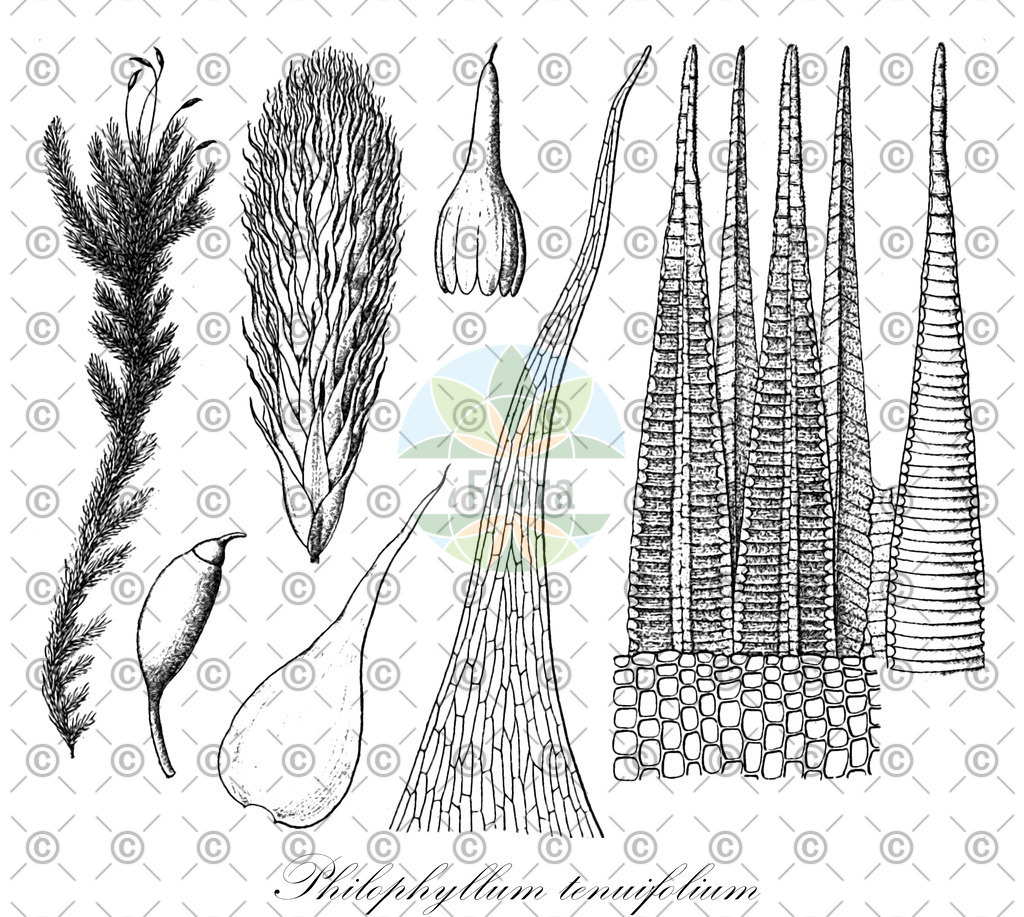 HistAbb_wfo-0000490749_1_ENZY_Simple | Historische Abbildung von Philophyllum tenuifolium - Callicostaceae | Historical Illustration of Philophyllum tenuifolium - Callicostaceae