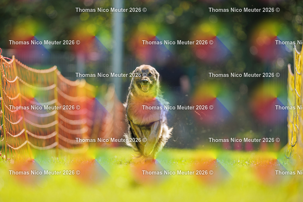 Thomas_Nico_Meuter(C)_06. September 2026_223A0300 | Bild von Thomas Nico Meuter - Realisiert mit Pictrs.com