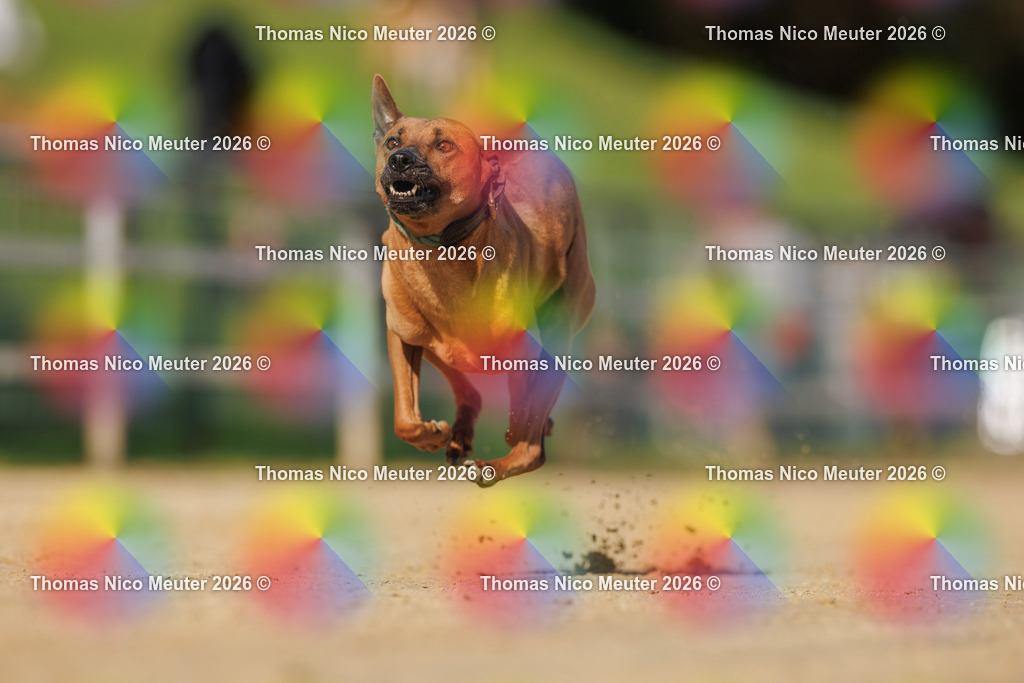 Thomas_Nico_Meuter(C)_03. Oktober 2026_223A3860 | Bild von Thomas Nico Meuter - Realisiert mit Pictrs.com