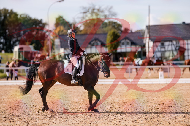 2026_10_03_Siefer-Hof_133826_Z81_96161757 | Professionelle Reitsport-, Turnier- und Eventfotografie von Robert Broda. Galerien mit ausgewählten und bearbeiteten Bildern direkt online ansehen und bestellen.