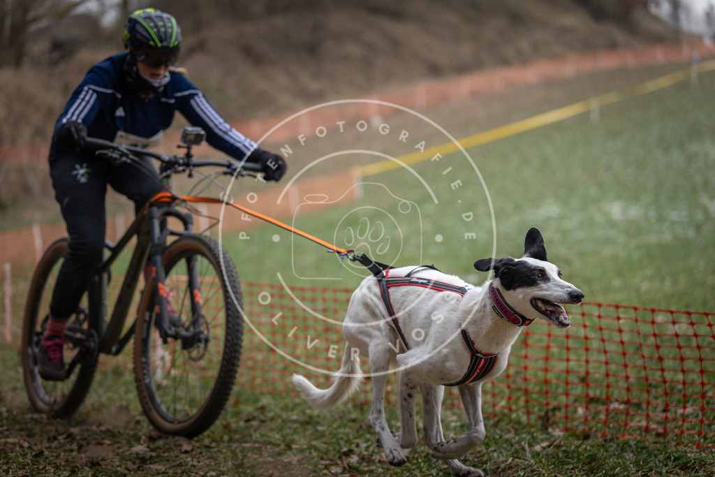 Pfotenfotografie_DV3A9858 | Hundefotografie, Tierfotograf, Pfotenfotografie, Fotoshooting Hund, Hunde Portrait, Hundesport, Hundeportraits, Heideshooting, Hunde, Sportfotograf, Hundefotograf, Turnierhundsport, THS,  - Realisiert mit Pictrs.com