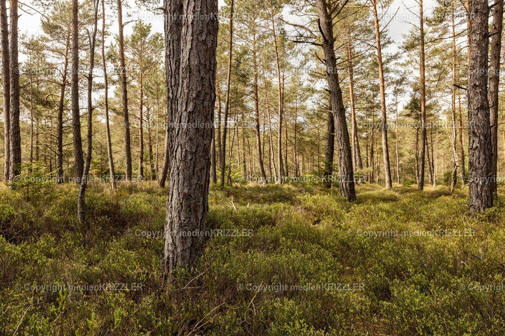 Schönramer Filz | medienkrizzler - Realisiert mit Pictrs.com