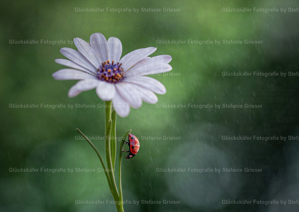 OQ0A0975 Kopie-DeNoiseAI-standard | Glückskäfer - Fotografie - Realisiert mit Pictrs.com