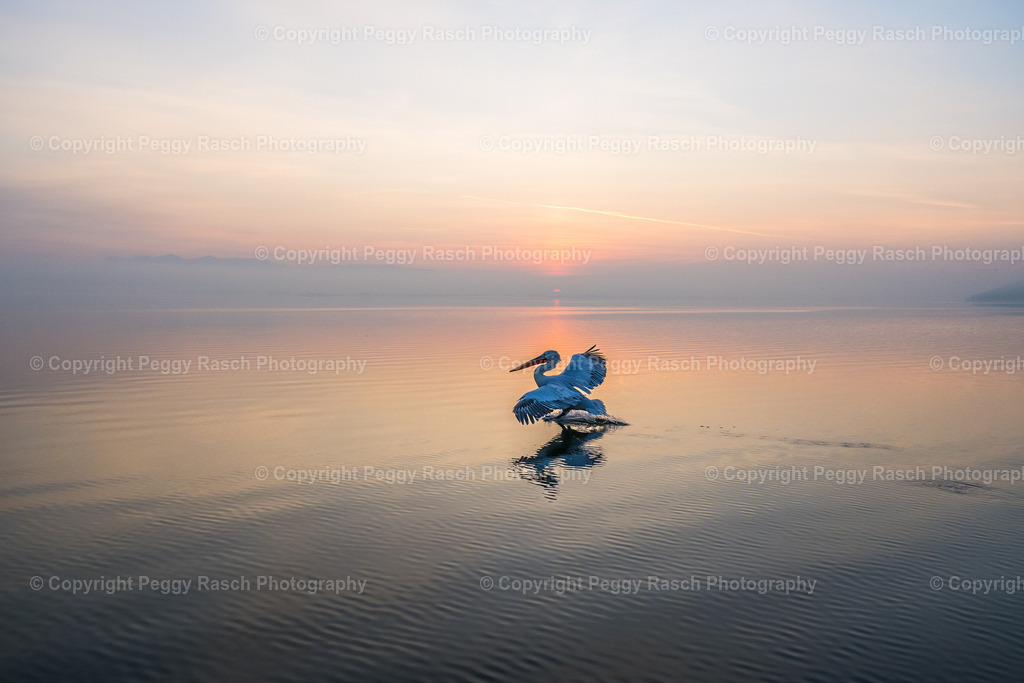 Pelikane (47) | PeggyRaschPhotography - Realisiert mit Pictrs.com