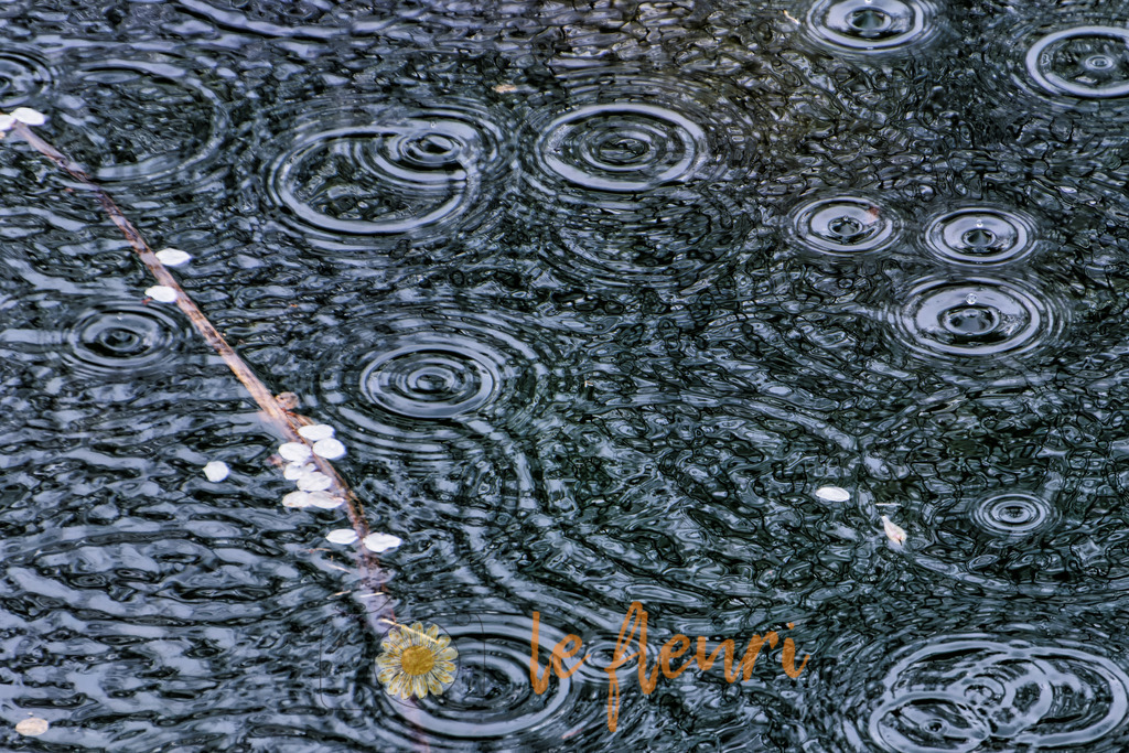 DSC_0111-NEF_DxO_DeepPRIME (2) | Dies ist der Shop von Florian Blum - le fleuri. Langenthal, Bern, SchweizSie können hier meine oder ihre eigenen Fotos als Fotoprodukte kaufen. Tassen, Schlüsselanhänger, Taschen etc. können Sie hier gestalten.  - Realisiert mit Pictrs.com