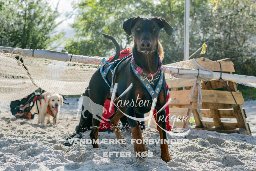 1252_ZZ94202 | kk-dogfotos