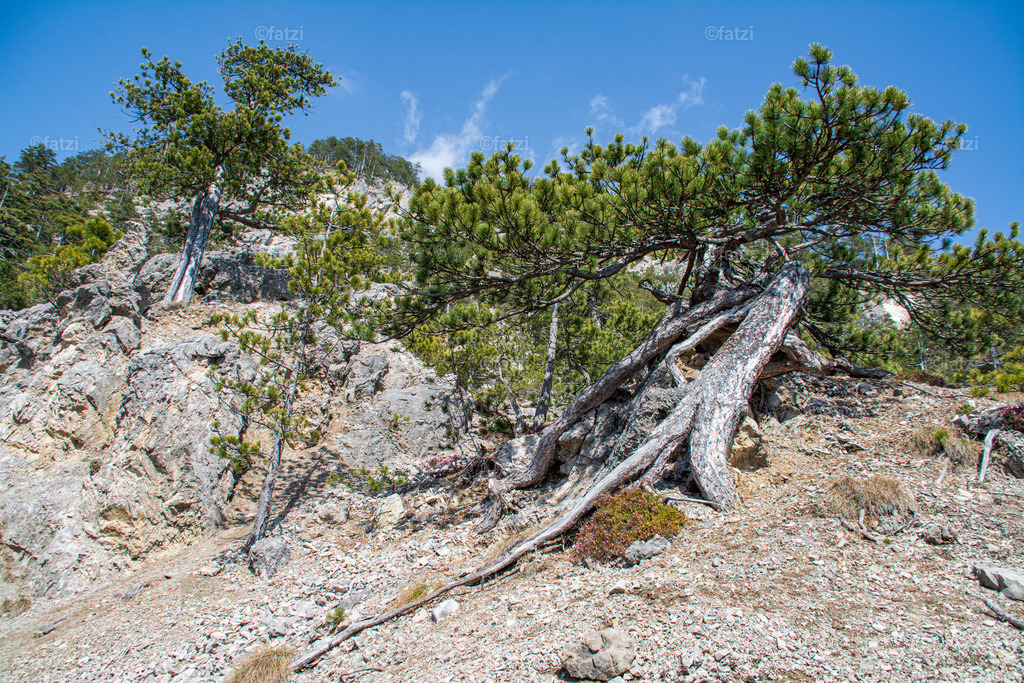 Dobr Hochwald_134247Buchriegel-k | Fatzi Bilder-Archiv! 
Die Bilder sind für private Nutzung lizenzfrei. Die kommerzielle Nutzung ist möglich und erwünscht, jedoch bitte ich um vorherige Kontaktaufnahme per E-Mail (info@fatzi.at) oder unter +43 650 7828269 - Realisiert mit Pictrs.com