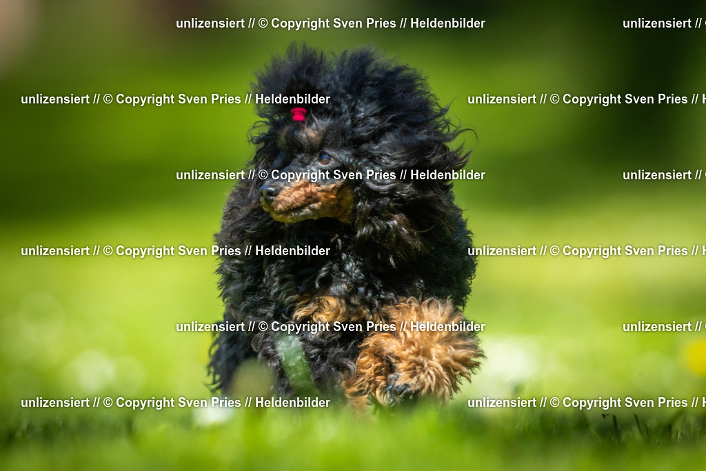 Hunderennen_April_2026_490 | 2026-04-26 - Hunderennen Baden-Oos April 2026 - Realisiert mit Pictrs.com