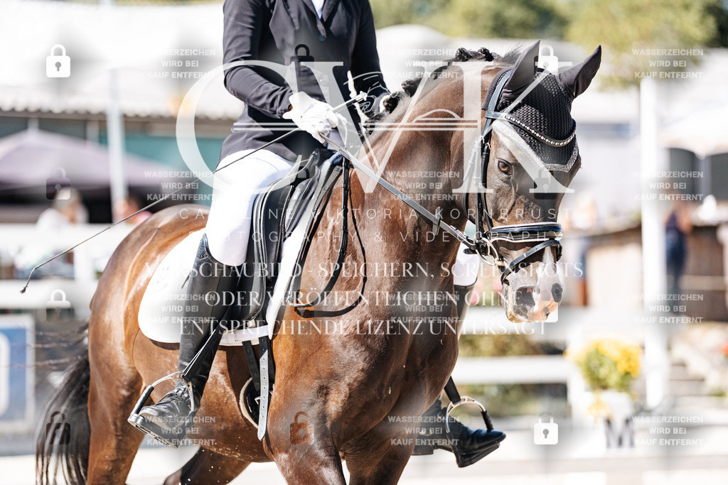 CK909612 | Turnierfotografie Pferdefotografie Trier Rheinland-Pfalz Pferdesport Reitsport Tierfotografie Sportfotografie Pferdevideo Pferdevideografie Equestrianvideography equestrianphotography  - Realisiert mit Pictrs.com