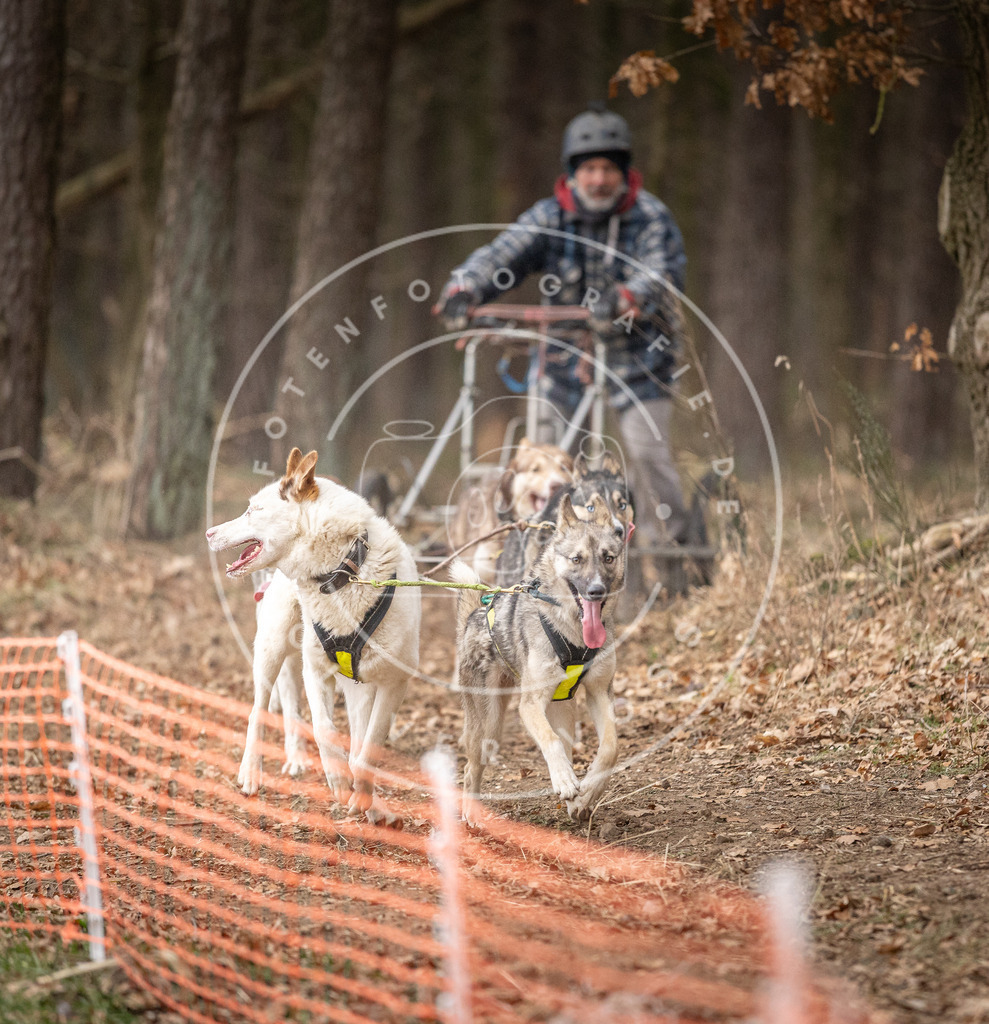 Pfotenfotografie_DV3A2230 | Hundefotografie, Tierfotograf, Pfotenfotografie, Fotoshooting Hund, Hunde Portrait, Hundesport, Hundeportraits, Heideshooting, Hunde, Sportfotograf, Hundefotograf, Turnierhundsport, THS,  - Realisiert mit Pictrs.com