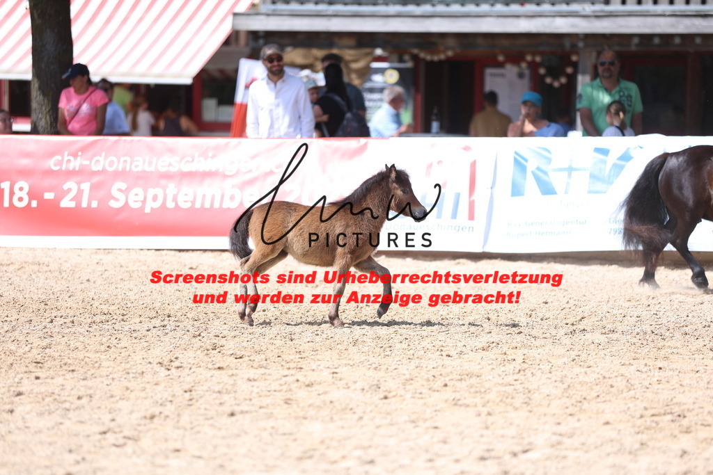 Fohlenschau_Schwäbisch_Hall_Ponys_KN 50_6 | lmwpictures - Realisiert mit Pictrs.com