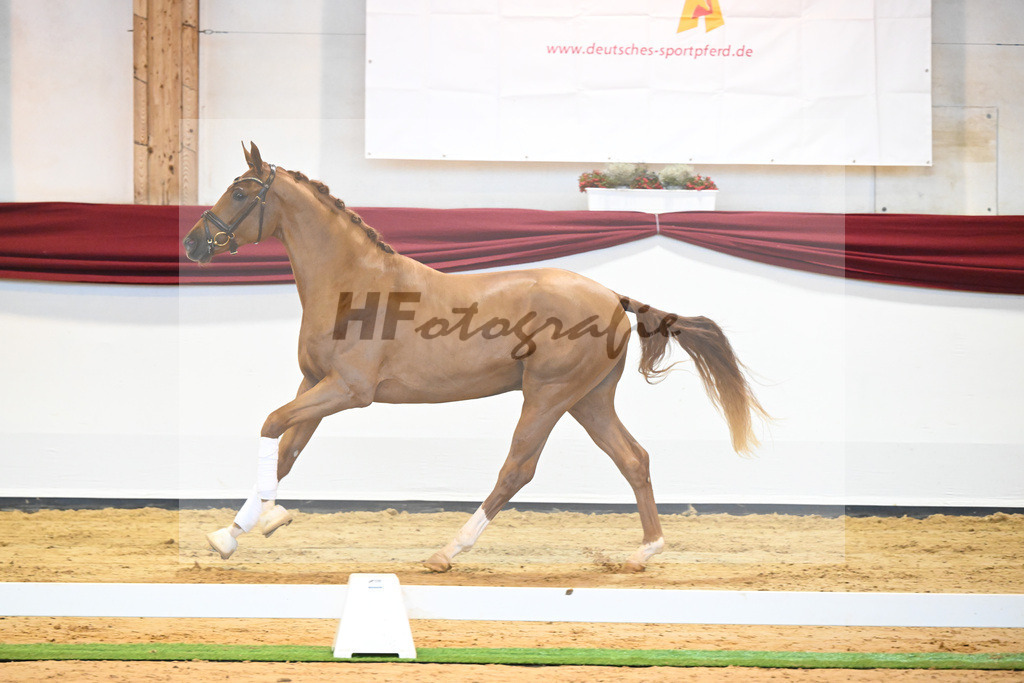 Kat-Nr. 57 v. Vivaldos_Regele_66222150 | hf-fotografie - Realisiert mit Pictrs.com