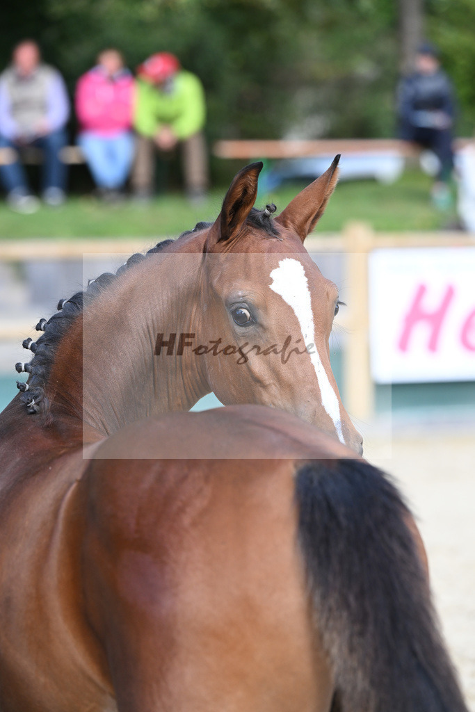Fohlenauktion Next Chance_49220312 | hf-fotografie - Realisiert mit Pictrs.com