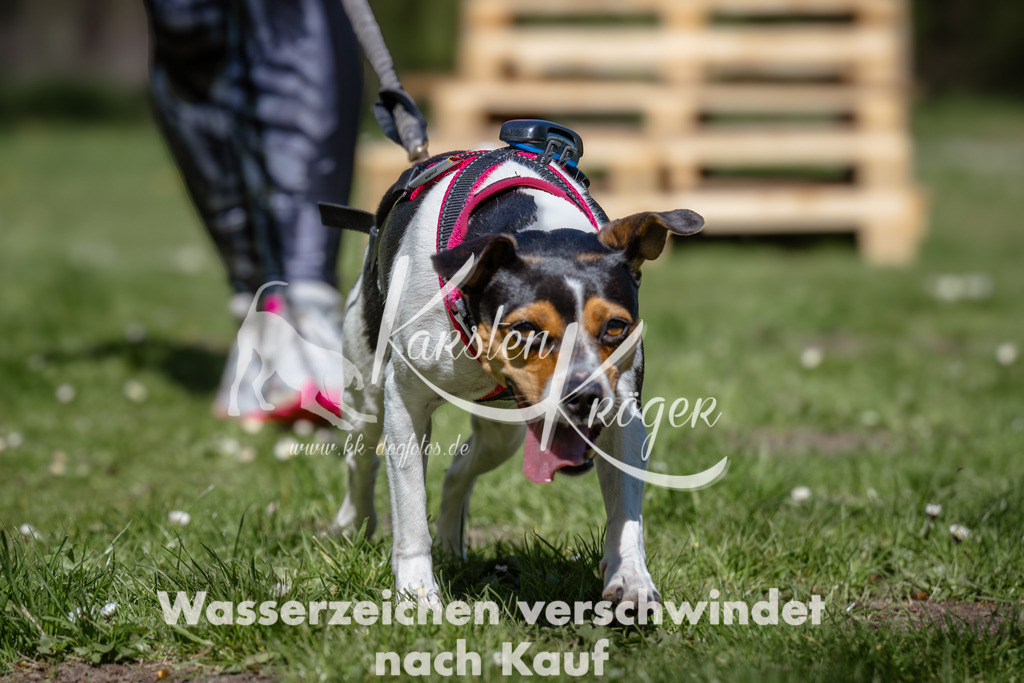 1226_ZZ91674 | kk-dogfotos