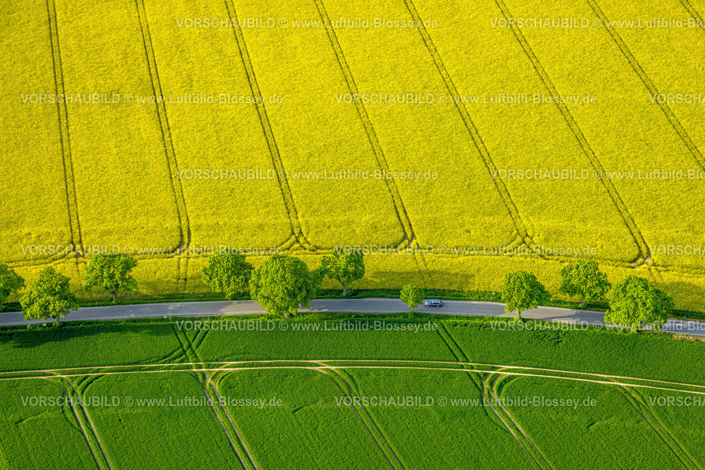 Hamm240502715 | Luftbild, grüne Wiesen und gelbe Rapsfelder mit Baumallee nahe dem Ortsteil Wambeln, Stadtbezirk Rhynern, Hamm, Ruhrgebiet, Nordrhein-Westfalen, Deutschland