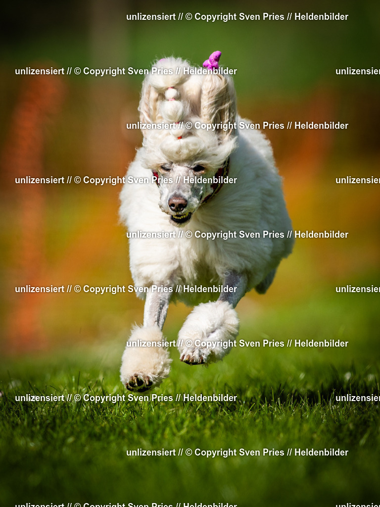 Sven Pries | 2025-04-13 - Hunderennen Baden-Baden - Realisiert mit Pictrs.com