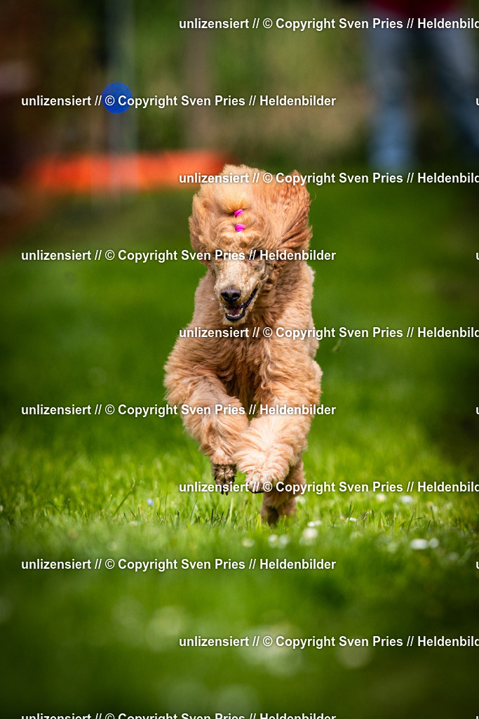 Sven Pries | 2025-04-13 - Hunderennen Baden-Baden - Realisiert mit Pictrs.com