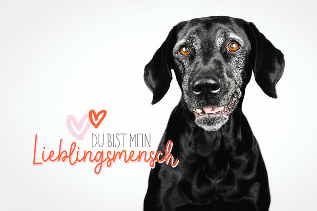 Du bist ein Lieblingsmensch | Lizbeth Hundefotografie