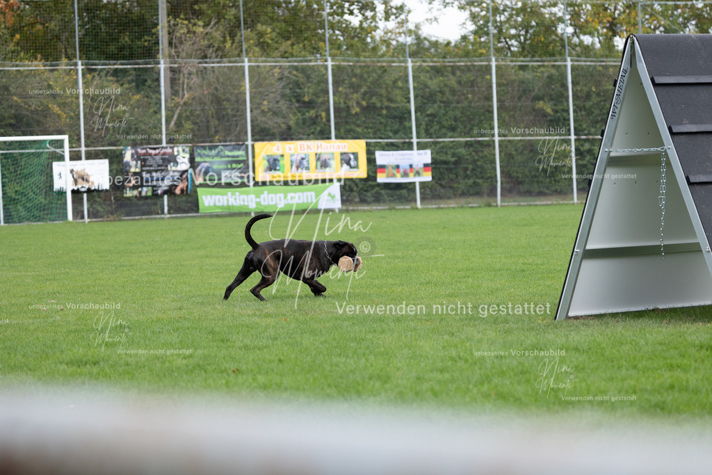 _16A6734 | Einzigartige Fotos von Hunden & Menschen –Actionfotos, Portraits, Vereinsaufnahmen & Paarshootings – authentisch, lebendig & mit Herz.