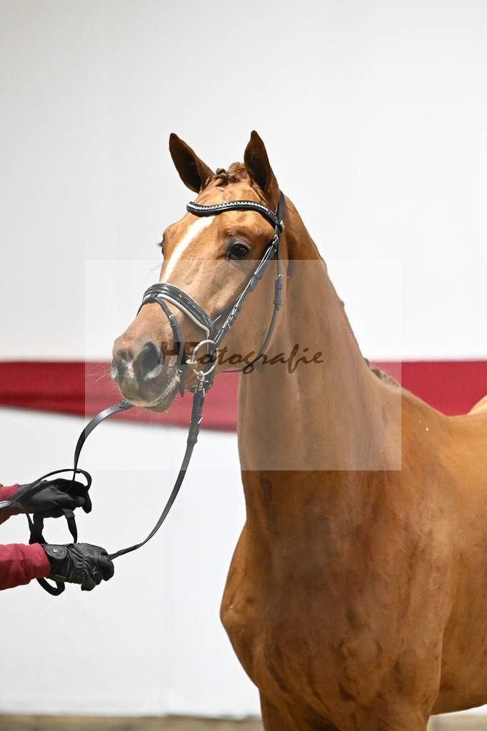 Kat-Nr. 52 v. Vivino_ZG Syha u Winkler_63221447 | hf-fotografie - Realizzato con Pictrs.com