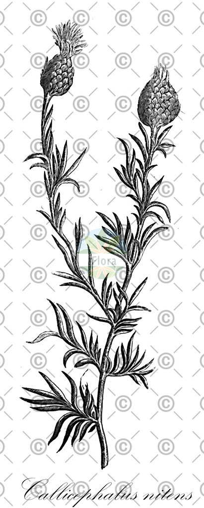 HistAbb_wfo-0000771722_1_ENZY_Simple | Historische Abbildung von Callicephalus nitens - Asteraceae | Historical Illustration of Callicephalus nitens - Asteraceae