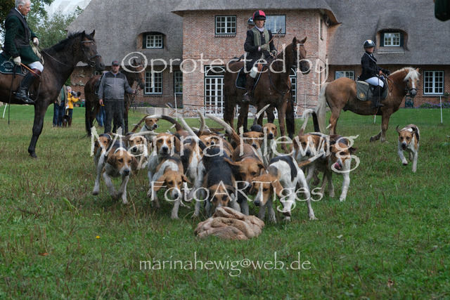 Jagd Perdoel_MarinaHewigDSCF3940 | Fotografie, FotoArt, PferdesportArt, Pferdesportfotografie, Landschaftsfotografie, Reisefotografie, Reise, Pferde - Realisiert mit Pictrs.com