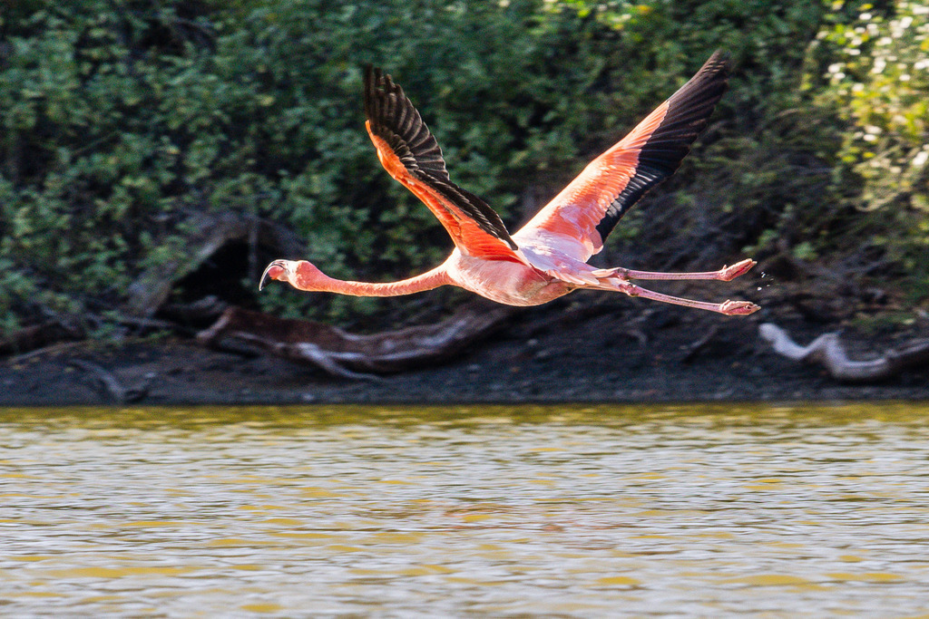 2019-12-13_072642_CB5_5535S_w | Ich fotografiere aus Leidenschaft auf meinen Reisen und im Rhein- / Ruhrgebiet , Landschaften, Tiere und Porträts. 

Kaufen Sie die Bilder (u.a. Venedig, Südtirol, Galapagos, Düsseldorf, Indien, Blumen etc.) in einer geschützten Galerie bequem online. - Realisiert mit Pictrs.com