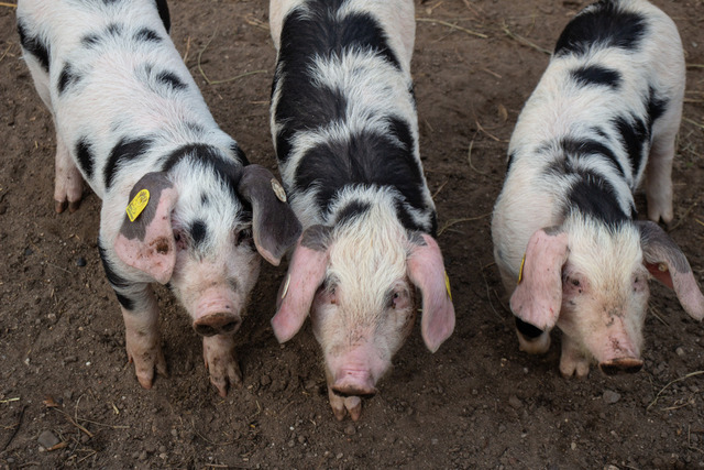Schweine | Schweine in artgerechter Haltung. Mal ehrlich, würde man diese süßen Tiere Politiker nennen? 
