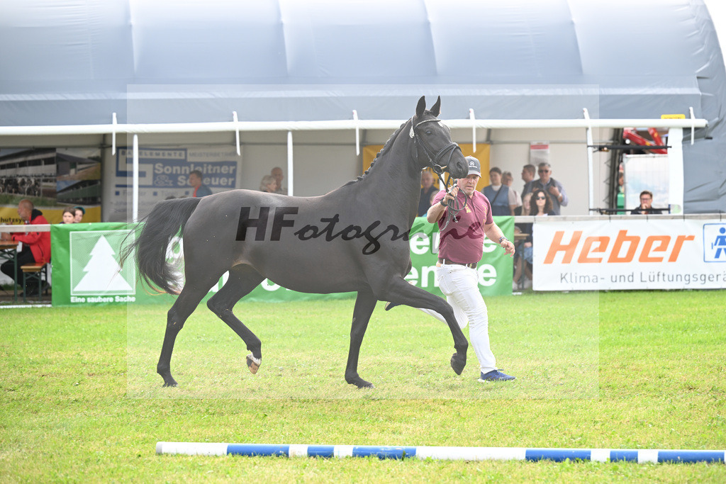 Kat-Nr. 26 Hippy Girl H.S. v. Bon Joker_Sommer_30250593 | hf-fotografie - Realisiert mit Pictrs.com