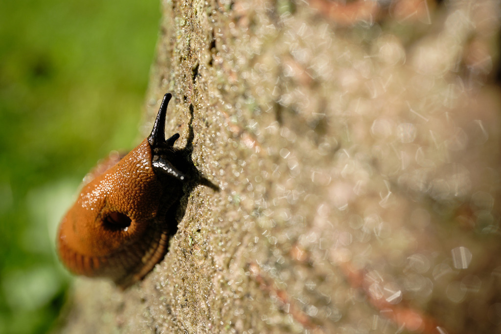 Rote Wegschnecke auf einem Baumstamm | Burgenland, Austria - July 23, 2023: Rote Wegschnecke auf einem Baumstamm. - Realisiert mit Pictrs.com