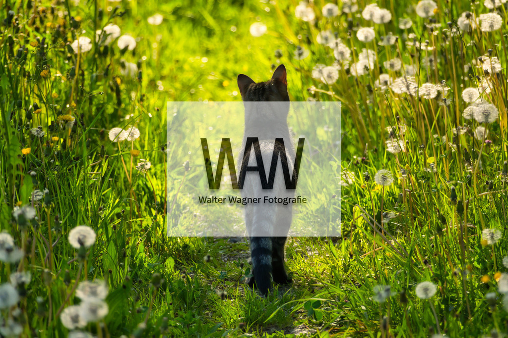 LILLY - Nach der Mäusejagd | walter-wagner-fotografie