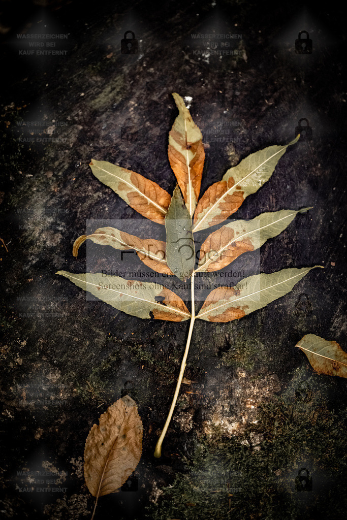 Herbstblatt auf Waldboden | Ein abgefallenes Blatt ruht auf dunklem Waldboden – ein stiller Moment, der die Vergänglichkeit und Schönheit des Herbstes einfängt.Die warmen Braun- und Grüntöne erzählen von der Ruhe der Natur, wenn sie sich auf den Winter vorbereitet. - Realisiert mit Pictrs.com