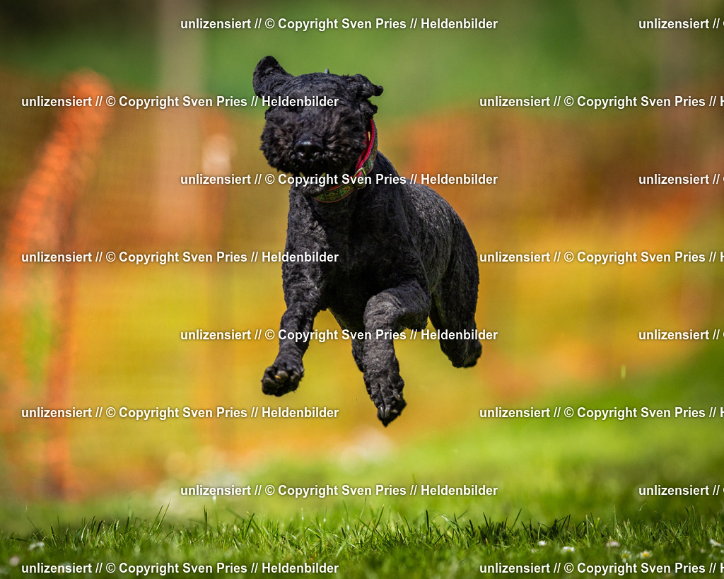 Sven Pries | 2025-04-13 - Hunderennen Baden-Baden - Realisiert mit Pictrs.com