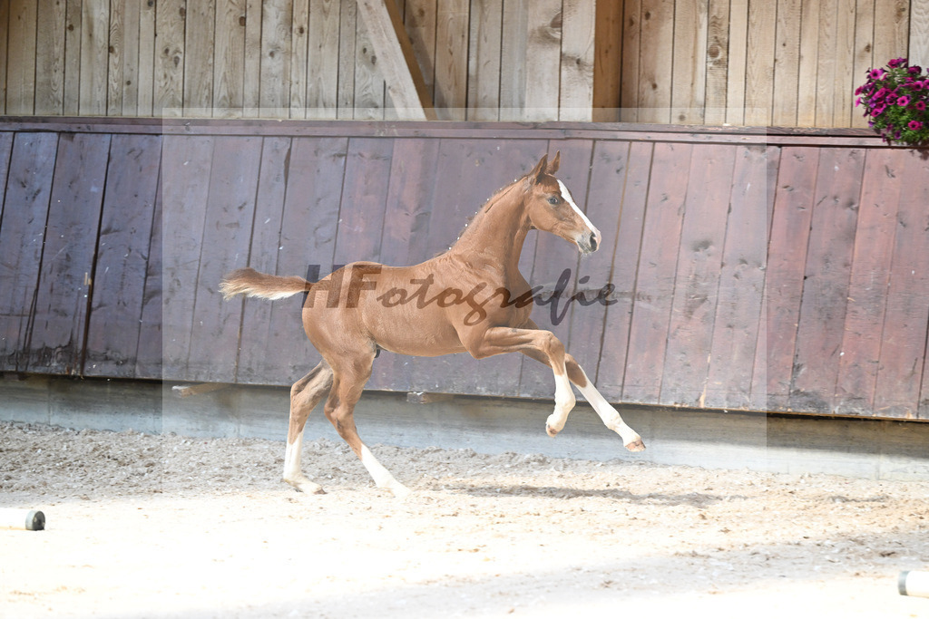 Kat-Nr. 27 HF Von Und Zu x Amazing Spirit_Sepp_32240346 | hf-fotografie - Realizzato con Pictrs.com