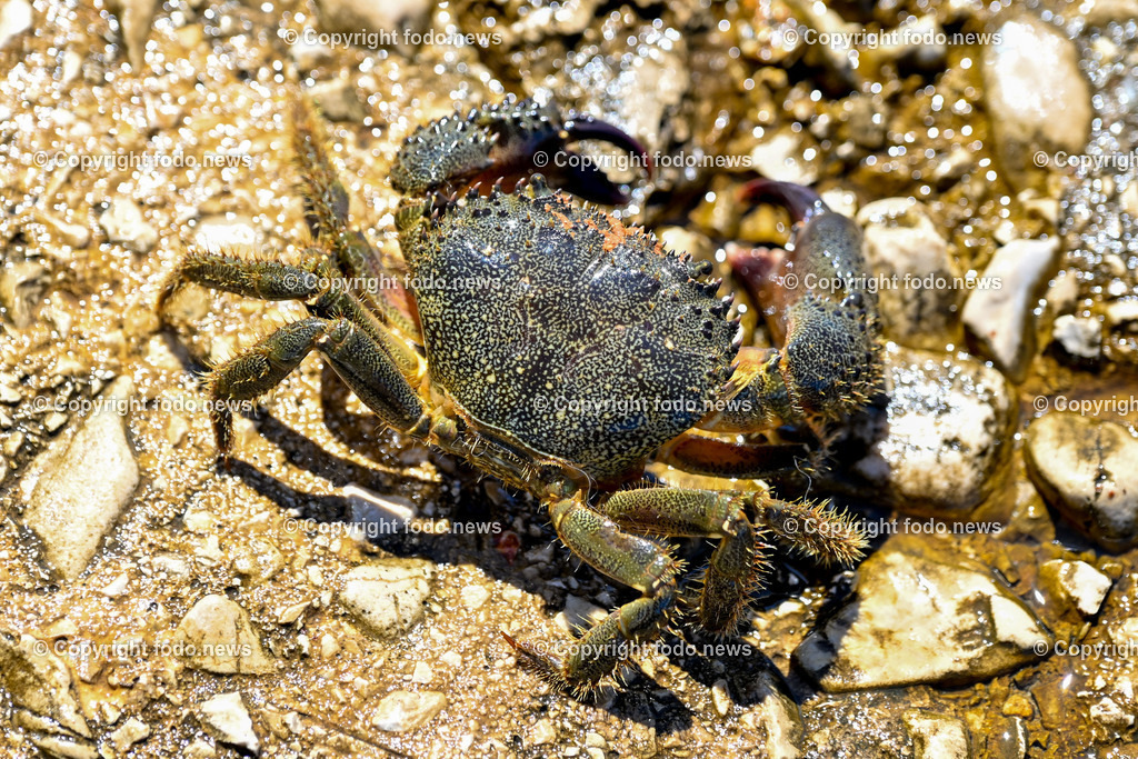 Kroatien_ Brac_ Insel in Dalmatien_ Milna_ 18.07.2025-44 | 18.07.2025, Kroatien, HRV, Brac, Insel in Dalmatien, Milna im Bild Themenbild, Italienischer Taschenkrebs, Warzenkrabbe, Krebs, Krabbe, Meer, Adria, Meeresbewohner, Schalentier, Symbolbild, Feature