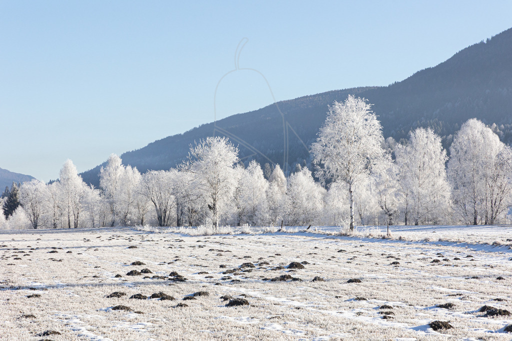 Rauhreif Lungau | Ihre Fotografin im Lungau, ihre Fotografin im Mostviertel, Wandbilder Onlineshop, Imagefotos für Ihr Unternehmen,  - Realisiert mit Pictrs.com