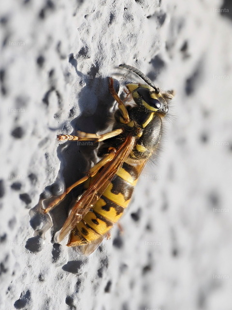 Sächsische Wespe (Dolichovespula saxonica) | Inanta - Realisiert mit Pictrs.com