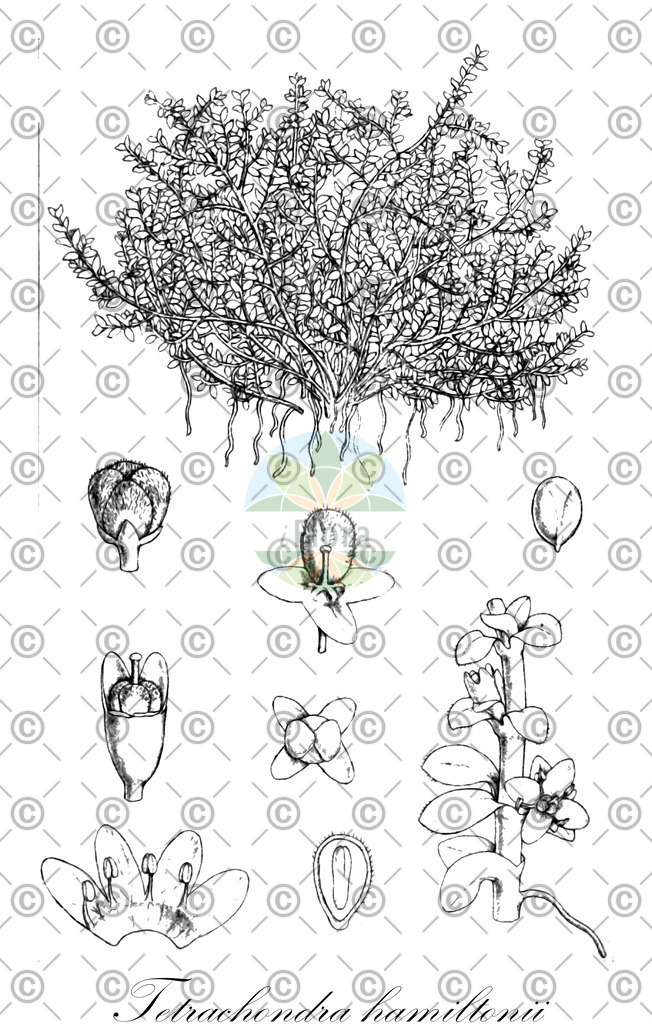 HistAbb_wfo-0000411029_1_ENZY_Simple | Historische Abbildung von Tetrachondra hamiltonii - Tetrachondraceae | Historical Illustration of Tetrachondra hamiltonii - Tetrachondraceae