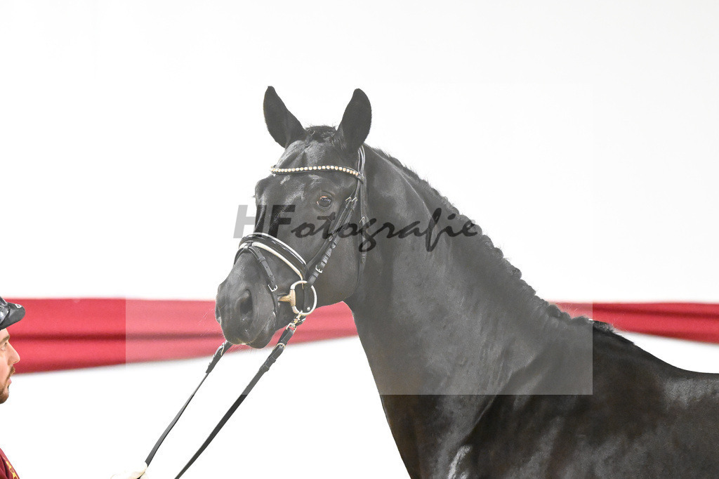 Kat-Nr. 67 Grand Galaxy Win T_Casper_63221887 | hf-fotografie - Realizzato con Pictrs.com