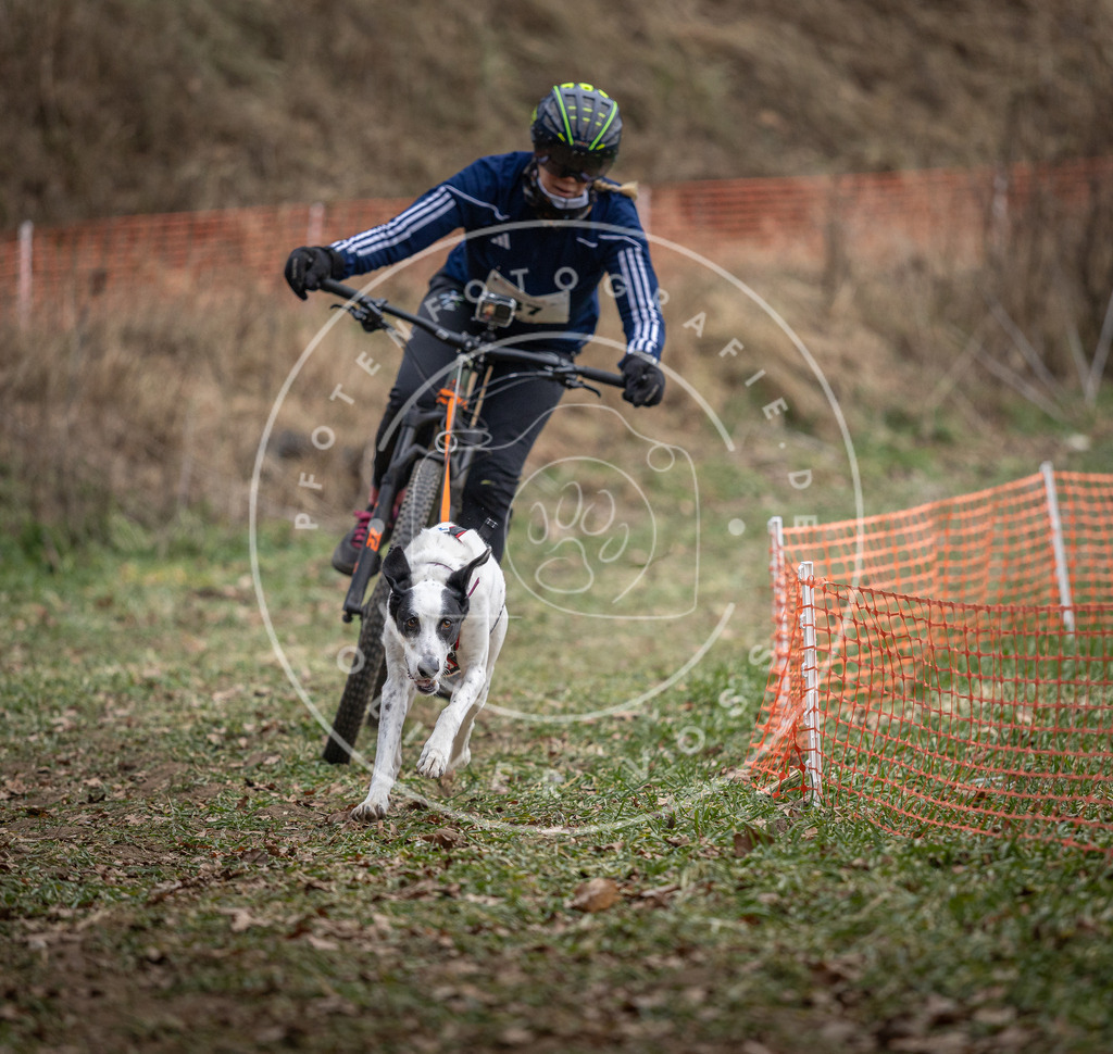 Pfotenfotografie_DV3A9807 | Hundefotografie, Tierfotograf, Pfotenfotografie, Fotoshooting Hund, Hunde Portrait, Hundesport, Hundeportraits, Heideshooting, Hunde, Sportfotograf, Hundefotograf, Turnierhundsport, THS,  - Realisiert mit Pictrs.com