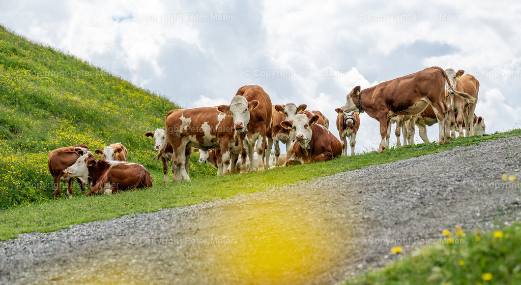 Summer_Experience_St_Johann_2023_Wanderung_zur_Angerer_Alm-44 | piet_flosse