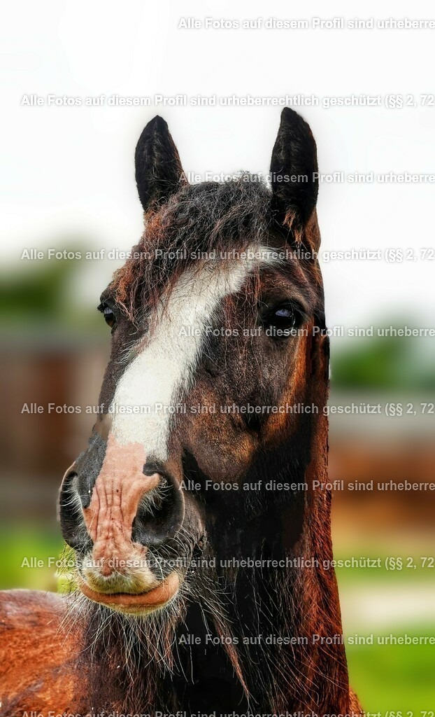 eZy_watermark_14-08-2023_09-53-29-01_4 | krollfotografie - Realisiert mit Pictrs.com