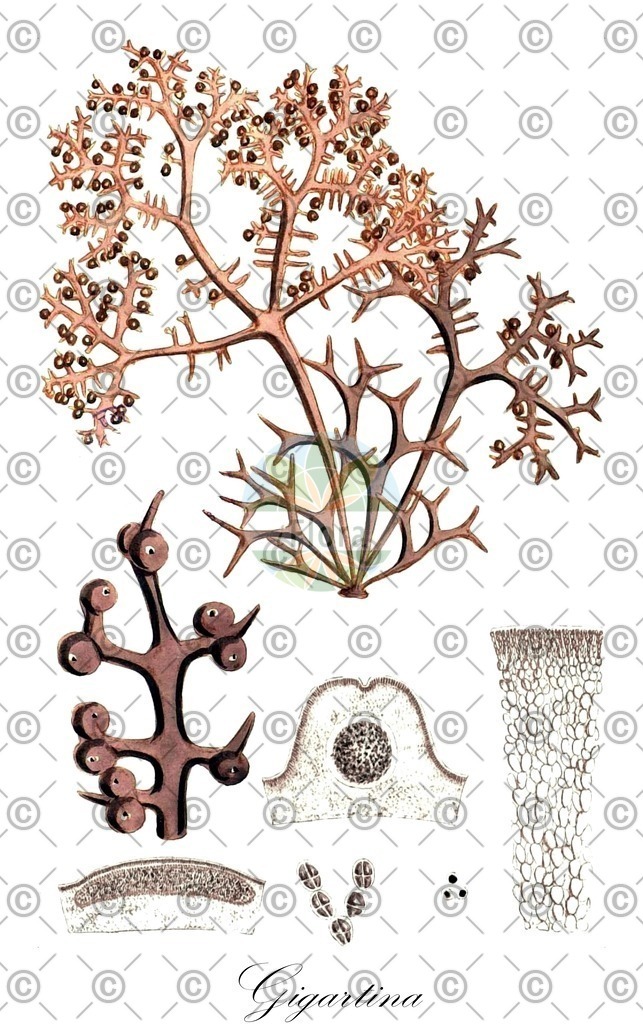 HistAbb_wfo-0001057619_1_ENZY_Simple | Historische Abbildung von Gigartina - Gigartinaceae (0) | Historical Illustration of Gigartina - Gigartinaceae (0)