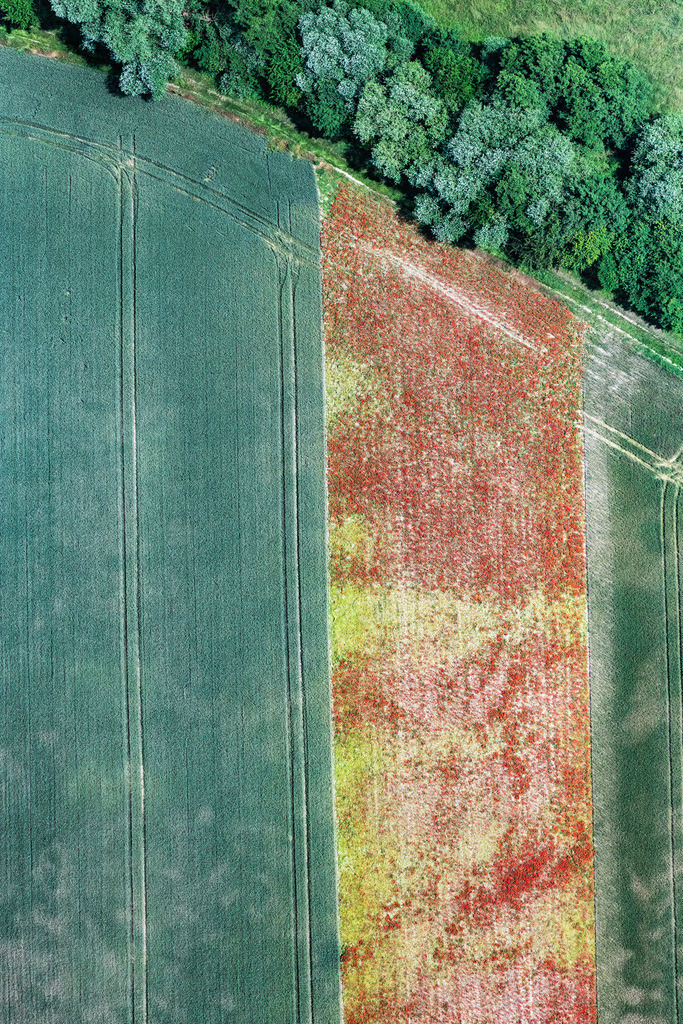 dr__0067317.jpg | ERLENBACH BEI KANDEL 17.06.2021 Senkrecht- Luftbild aus der Satelliten- Perspektive vom Feld- Landschaft rot blühender Mohn- Blüten in Erlenbach bei Kandel im Bundesland Rheinland-Pfalz, Deutschland. // Vertical aerial view from the satellite perspective of the field landscape of red blooming poppy flowers in Erlenbach bei Kandel in the state Rhineland-Palatinate, Germany. Foto: Daniel Reiter