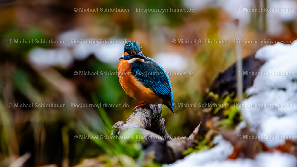 Eisvogel | Wildlife- und Landschaftsfotografie als Wandbild, Poster & mehr. Einzigartige Naturmomente aus Neuseeland, Norwegen & weltweit – fotografiert von Michael Schlothauer. - Realisiert mit Pictrs.com