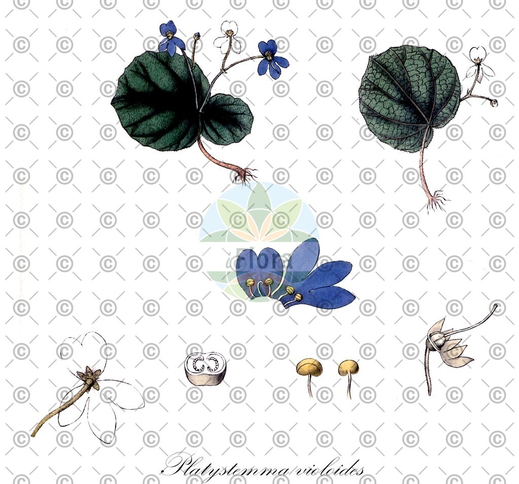 HistAbb_wfo-0001090295_2_ENZY_Simple | Historische Abbildung von Platystemma violoides - Gesneriaceae | Historical Illustration of Platystemma violoides - Gesneriaceae