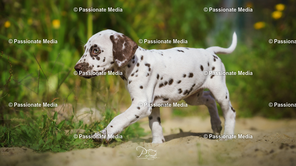 DSC06096 | Passionate Media, dein Fotograf aus Brandenburg, Märkisch Oderland, im Bereich Motorsport, Autos und Motorräder sowie Events und auch Hunde. Shootings oder auch Eventbegleitungen können bei mir gebucht we